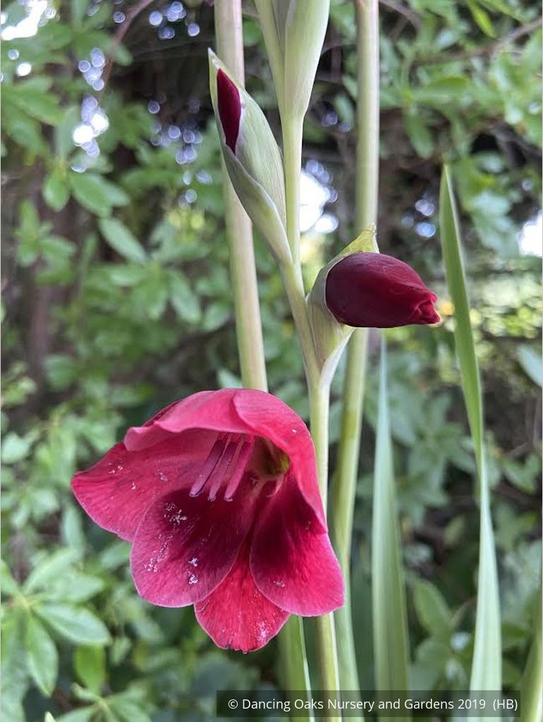 Bulbs & Tubers ~ Gladiolus papilio 'Ruby' ~ Dancing Oaks Nursery and Gardens ~ Retail Nursery ~ Mail Order Nursery