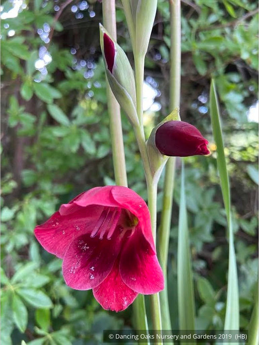 Bulbs & Tubers ~ Gladiolus papilio 'Ruby' ~ Dancing Oaks Nursery and Gardens ~ Retail Nursery ~ Mail Order Nursery