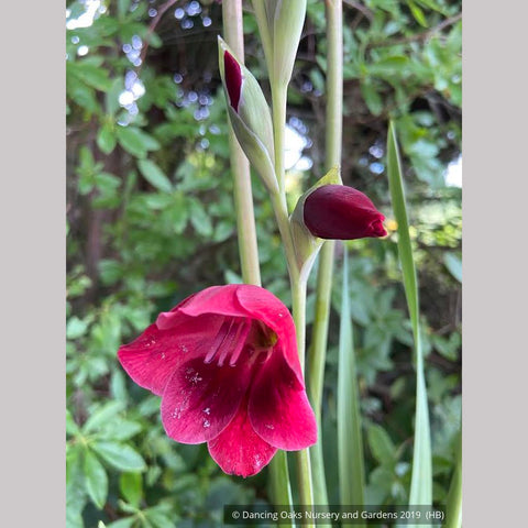 Bulbs & Tubers ~ Gladiolus papilio 'Ruby' ~ Dancing Oaks Nursery and Gardens ~ Retail Nursery ~ Mail Order Nursery