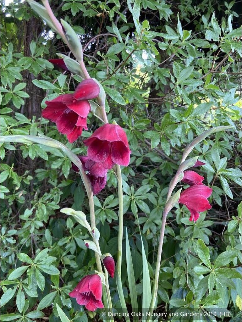 Bulbs & Tubers ~ Gladiolus papilio 'Ruby' ~ Dancing Oaks Nursery and Gardens ~ Retail Nursery ~ Mail Order Nursery