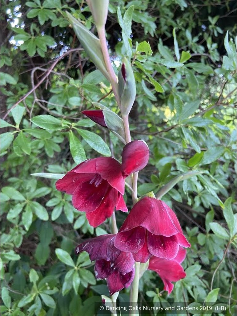 Bulbs & Tubers ~ Gladiolus papilio 'Ruby' ~ Dancing Oaks Nursery and Gardens ~ Retail Nursery ~ Mail Order Nursery