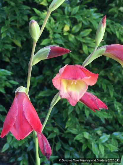 Bulbs & Tubers ~ Gladiolus papilio 'David Hills', Hardy Gladiola ~ Dancing Oaks Nursery and Gardens ~ Retail Nursery ~ Mail Order Nursery