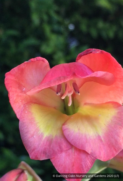 Bulbs & Tubers ~ Gladiolus papilio 'David Hills', Hardy Gladiola ~ Dancing Oaks Nursery and Gardens ~ Retail Nursery ~ Mail Order Nursery