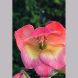 Bulbs & Tubers ~ Gladiolus papilio 'David Hills', Hardy Gladiola ~ Dancing Oaks Nursery and Gardens ~ Retail Nursery ~ Mail Order Nursery