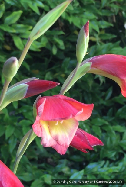 Bulbs & Tubers ~ Gladiolus papilio 'David Hills', Hardy Gladiola ~ Dancing Oaks Nursery and Gardens ~ Retail Nursery ~ Mail Order Nursery
