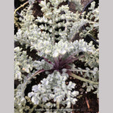 Perennials ~ Glaucium flavum v. aurantiacum, Horned Poppy ~ Dancing Oaks Nursery and Gardens ~ Retail Nursery ~ Mail Order Nursery