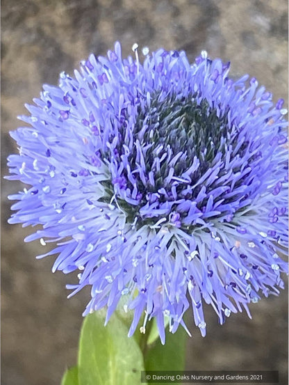 Globularia bisnagarica (Syn. G. punctata), Blue Globe Daisy