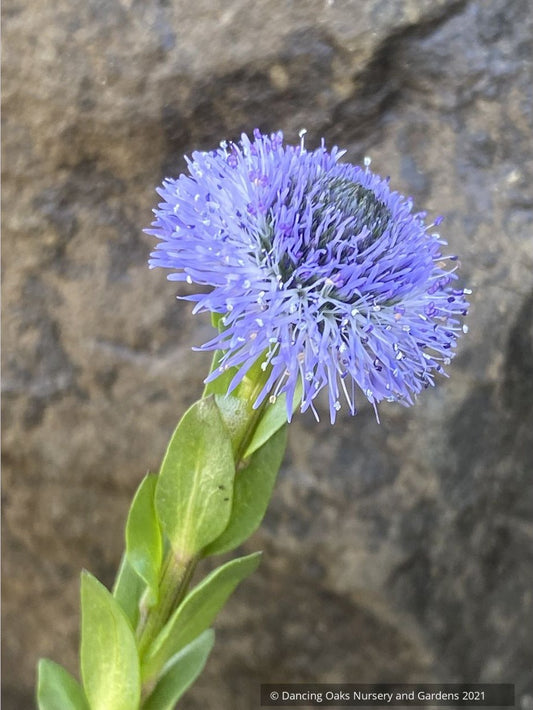 Globularia bisnagarica (Syn. G. punctata), Blue Globe Daisy