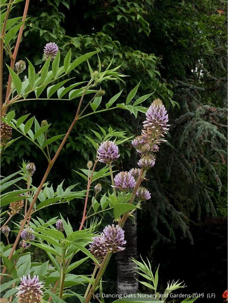 Perennials ~ Glycyrrhiza echinata, Chinese Licorice ~ Dancing Oaks Nursery and Gardens ~ Retail Nursery ~ Mail Order Nursery