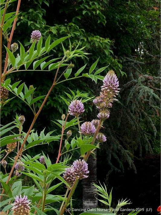 Perennials ~ Glycyrrhiza echinata, Chinese Licorice ~ Dancing Oaks Nursery and Gardens ~ Retail Nursery ~ Mail Order Nursery