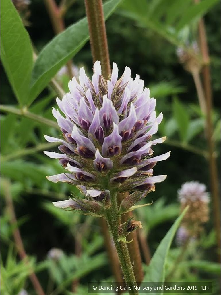 Perennials ~ Glycyrrhiza echinata, Chinese Licorice ~ Dancing Oaks Nursery and Gardens ~ Retail Nursery ~ Mail Order Nursery