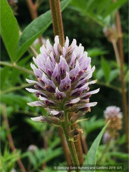 Perennials ~ Glycyrrhiza echinata, Chinese Licorice ~ Dancing Oaks Nursery and Gardens ~ Retail Nursery ~ Mail Order Nursery