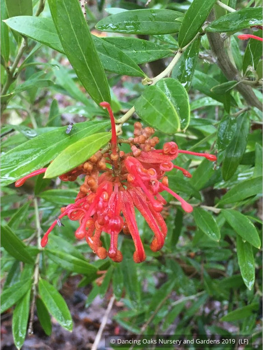 Shrubs ~ Grevillea 'Constance' seedling ~ Dancing Oaks Nursery and Gardens ~ Retail Nursery ~ Mail Order Nursery