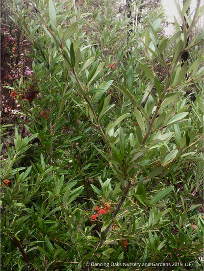 Shrubs ~ Grevillea 'Constance' seedling ~ Dancing Oaks Nursery and Gardens ~ Retail Nursery ~ Mail Order Nursery