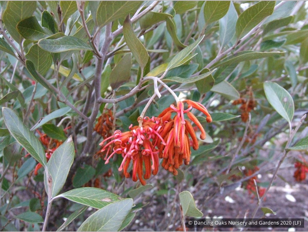Shrubs ~ Grevillea victoriae 'Murray Valley Queen' , Royal Grevillea ~ Dancing Oaks Nursery and Gardens ~ Retail Nursery ~ Mail Order Nursery