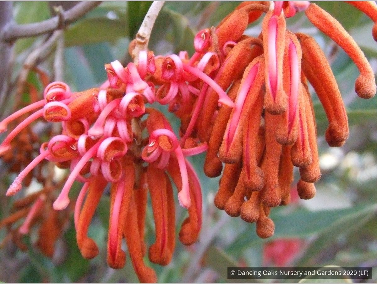 Shrubs ~ Grevillea victoriae 'Murray Valley Queen' , Royal Grevillea ~ Dancing Oaks Nursery and Gardens ~ Retail Nursery ~ Mail Order Nursery