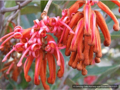 Shrubs ~ Grevillea victoriae 'Murray Valley Queen' , Royal Grevillea ~ Dancing Oaks Nursery and Gardens ~ Retail Nursery ~ Mail Order Nursery
