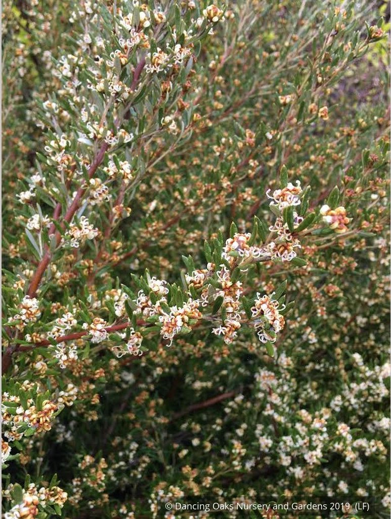 Shrubs ~ Grevillea australis, Southern Grevillea ~ Dancing Oaks Nursery and Gardens ~ Retail Nursery ~ Mail Order Nursery