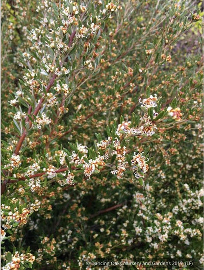 Shrubs ~ Grevillea australis, Southern Grevillea ~ Dancing Oaks Nursery and Gardens ~ Retail Nursery ~ Mail Order Nursery