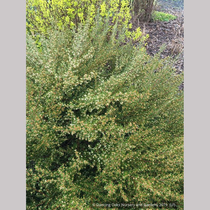 Shrubs ~ Grevillea australis, Southern Grevillea ~ Dancing Oaks Nursery and Gardens ~ Retail Nursery ~ Mail Order Nursery