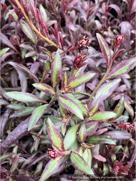 Gaura lindheimeri 'Striking Oil', Wand Flower