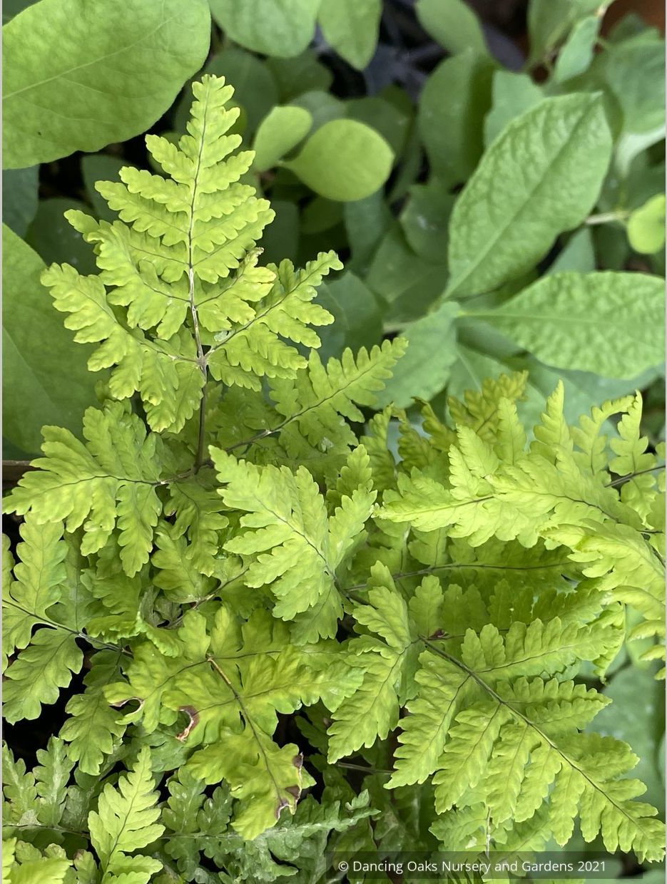 Ferns ~ Gymnocarpium dryopteris 'Plumosum', Plumose Oak Fern - Dancing Oaks Nursery and Gardens ~ Dancing Oaks Nursery and Gardens ~ Retail Nursery ~ Mail Order Nursery