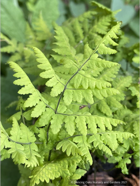 Ferns ~ Gymnocarpium dryopteris 'Plumosum', Plumose Oak Fern - Dancing Oaks Nursery and Gardens ~ Dancing Oaks Nursery and Gardens ~ Retail Nursery ~ Mail Order Nursery