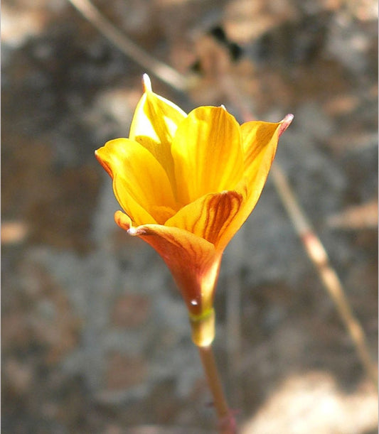 Bulbs & Tubers ~ Habranthus tubispathus, Copper Lily ~ Dancing Oaks Nursery and Gardens ~ Retail Nursery ~ Mail Order Nursery