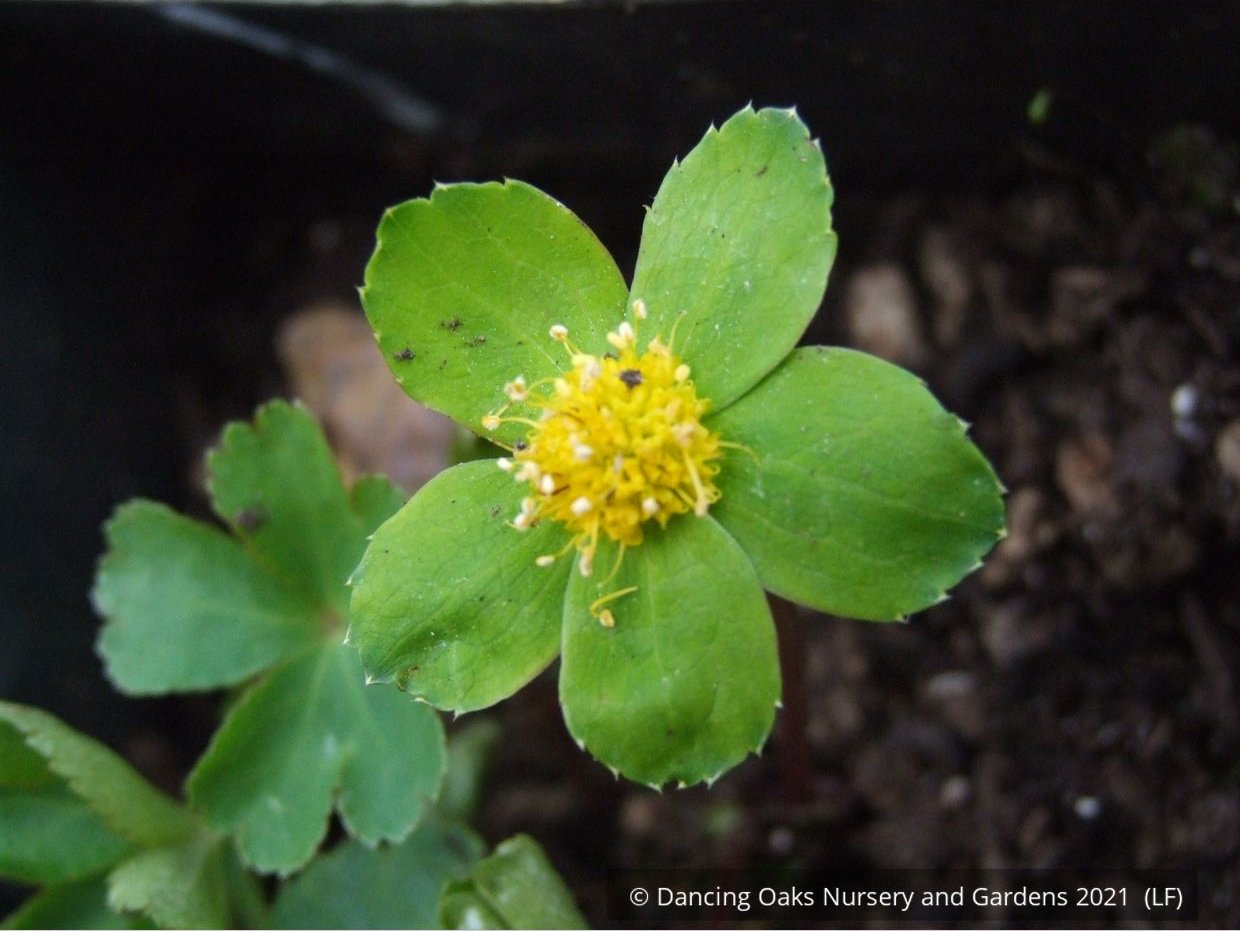Perennials ~ Hacquetia epipactis ~ Dancing Oaks Nursery and Gardens ~ Retail Nursery ~ Mail Order Nursery
