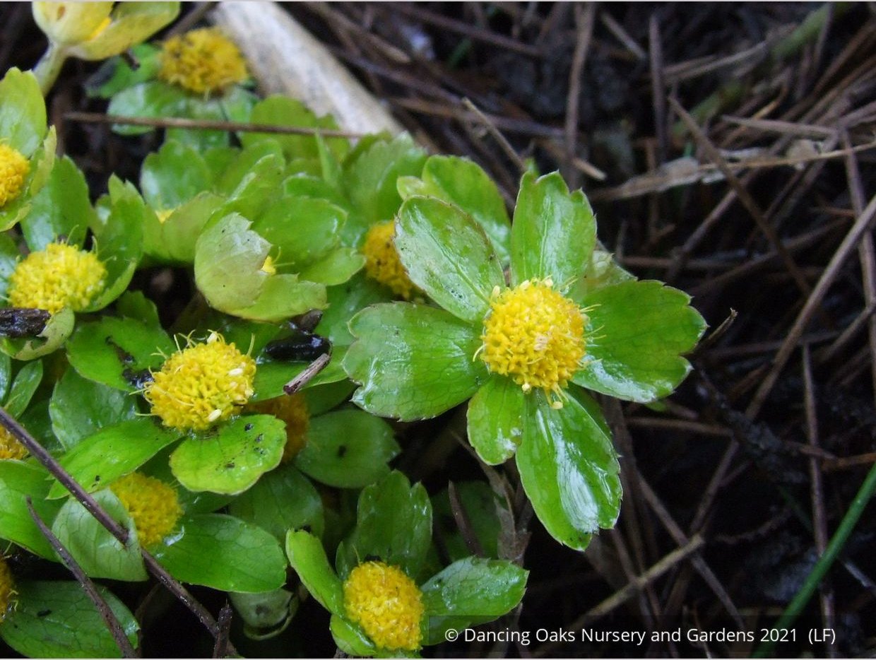 Perennials ~ Hacquetia epipactis ~ Dancing Oaks Nursery and Gardens ~ Retail Nursery ~ Mail Order Nursery