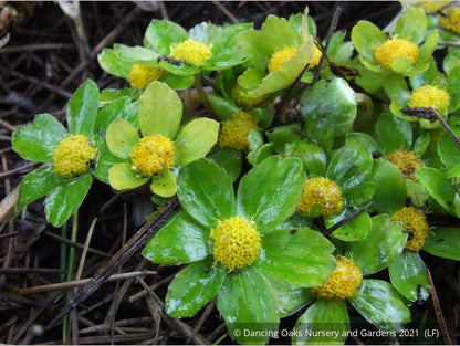 Perennials ~ Hacquetia epipactis ~ Dancing Oaks Nursery and Gardens ~ Retail Nursery ~ Mail Order Nursery
