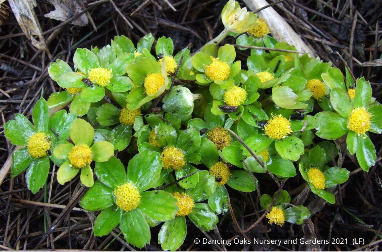 Perennials ~ Hacquetia epipactis ~ Dancing Oaks Nursery and Gardens ~ Retail Nursery ~ Mail Order Nursery