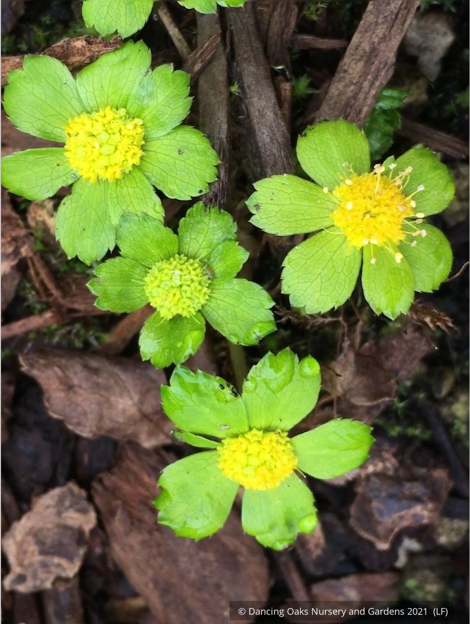 Perennials ~ Hacquetia epipactis ~ Dancing Oaks Nursery and Gardens ~ Retail Nursery ~ Mail Order Nursery