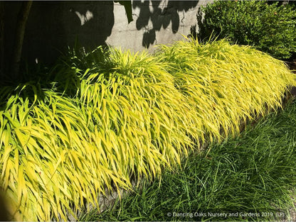 Grasses ~ Hakonechloa macra 'All Gold', Japanese Forest Grass ~ Dancing Oaks Nursery and Gardens ~ Retail Nursery ~ Mail Order Nursery