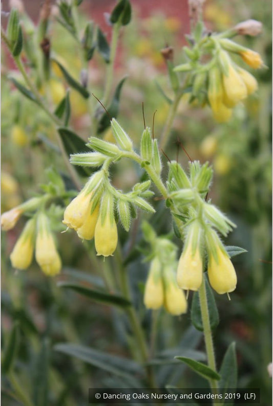Perennials ~ Onosma species, Golden Drop ~ Dancing Oaks Nursery and Gardens ~ Retail Nursery ~ Mail Order Nursery