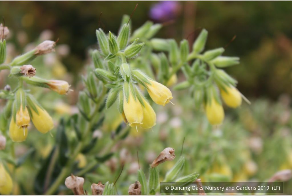 Perennials ~ Onosma species, Golden Drop ~ Dancing Oaks Nursery and Gardens ~ Retail Nursery ~ Mail Order Nursery