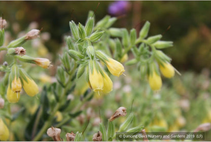 Perennials ~ Onosma species, Golden Drop ~ Dancing Oaks Nursery and Gardens ~ Retail Nursery ~ Mail Order Nursery