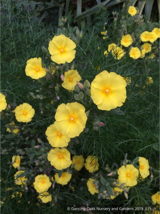 Shrubs ~ Halimium calycinum, Yellow Rock Rose ~ Dancing Oaks Nursery and Gardens ~ Retail Nursery ~ Mail Order Nursery