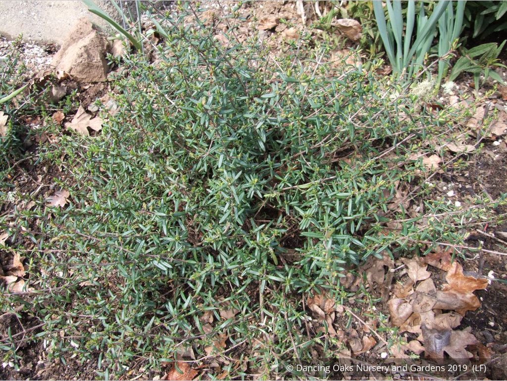 Shrubs ~ Halimium calycinum, Yellow Rock Rose ~ Dancing Oaks Nursery and Gardens ~ Retail Nursery ~ Mail Order Nursery