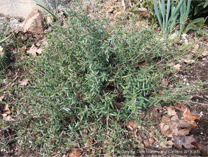 Shrubs ~ Halimium calycinum, Yellow Rock Rose ~ Dancing Oaks Nursery and Gardens ~ Retail Nursery ~ Mail Order Nursery