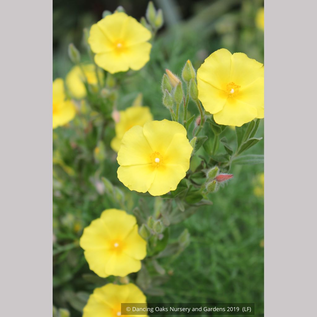 Shrubs ~ Halimium calycinum, Yellow Rock Rose ~ Dancing Oaks Nursery and Gardens ~ Retail Nursery ~ Mail Order Nursery