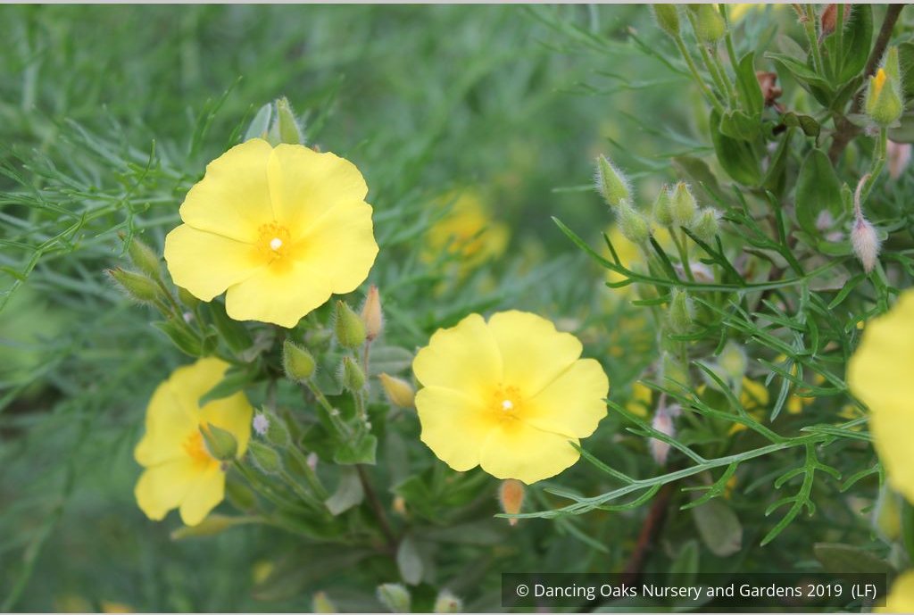 Shrubs ~ Halimium calycinum, Yellow Rock Rose ~ Dancing Oaks Nursery and Gardens ~ Retail Nursery ~ Mail Order Nursery