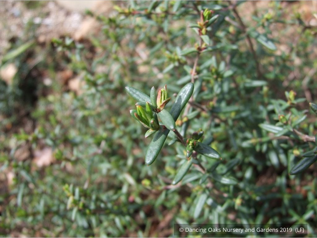 Shrubs ~ Halimium calycinum, Yellow Rock Rose ~ Dancing Oaks Nursery and Gardens ~ Retail Nursery ~ Mail Order Nursery