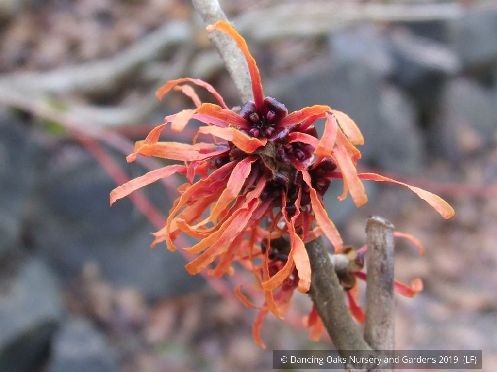 Shrubs ~ Hamamelis x 'Diane', Witch Hazel ~ Dancing Oaks Nursery and Gardens ~ Retail Nursery ~ Mail Order Nursery
