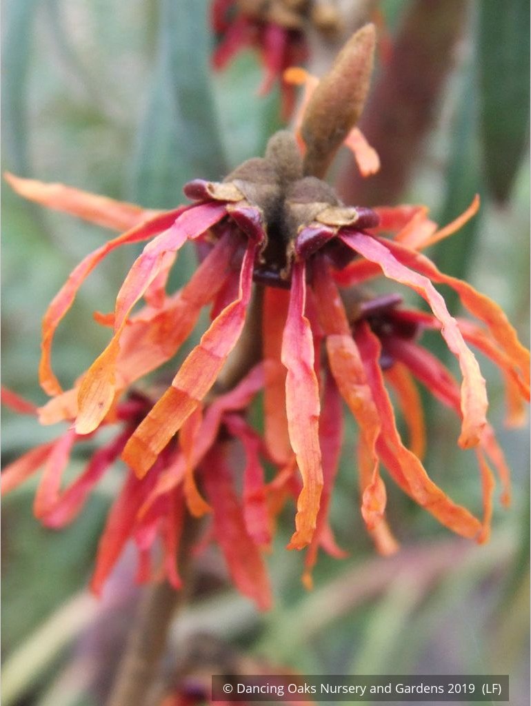 Shrubs ~ Hamamelis x 'Diane', Witch Hazel ~ Dancing Oaks Nursery and Gardens ~ Retail Nursery ~ Mail Order Nursery