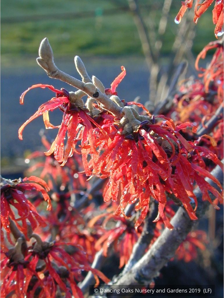 Shrubs ~ Hamamelis x 'Diane', Witch Hazel ~ Dancing Oaks Nursery and Gardens ~ Retail Nursery ~ Mail Order Nursery