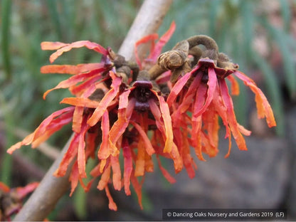 Shrubs ~ Hamamelis x 'Diane', Witch Hazel ~ Dancing Oaks Nursery and Gardens ~ Retail Nursery ~ Mail Order Nursery