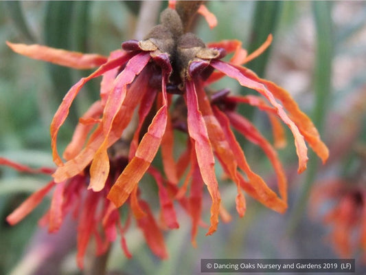 Shrubs ~ Hamamelis x 'Diane', Witch Hazel ~ Dancing Oaks Nursery and Gardens ~ Retail Nursery ~ Mail Order Nursery