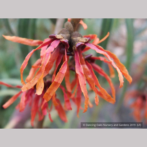 Hamamelis x intermedia 'Winter Beauty', Witch Hazel – Dancing Oaks Nursery  and Gardens