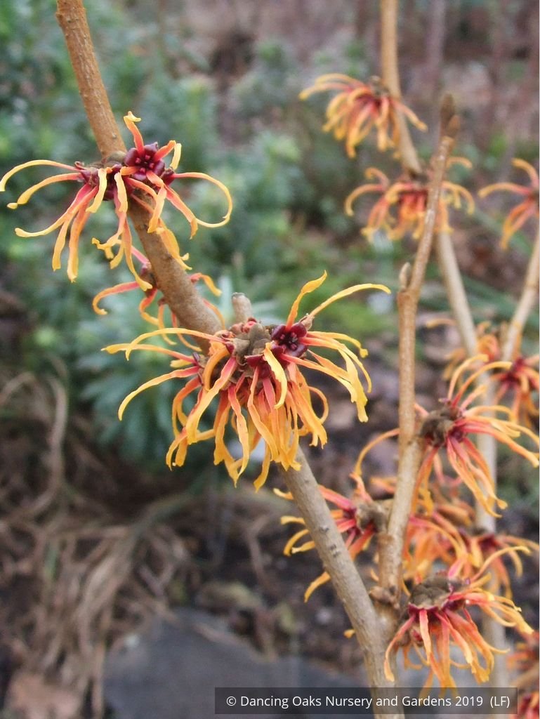 Shrubs ~ Hamamelis x intermedia 'Jelena', Witch Hazel ~ Dancing Oaks Nursery and Gardens ~ Retail Nursery ~ Mail Order Nursery